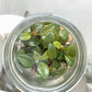 Philodendron Black Cardinal Tissue Culture Plants 10 PCS.