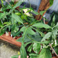 Philodendron Longilobatum Tissue Culture Plant 1 PCS.