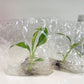 Musa Florida Banana Variegated Tissue Culture plant 1 PCS.