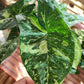 Syngonium Panda Tissue Culture Plants 5 PCS.
