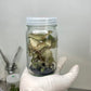 Jewel Orchid Anoectochilus Roxburghii (Sparkly) Tissue Culture Plants 10 PCS.