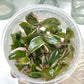 Philodendron Pink Princess Tissue Culture Plants 10 PCS.