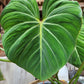 Philodendron Gloriosum Tissue Culture Plants 10 PCS.