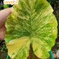 Alocasia Gageana Aurea Variegated Tissue Culture Plant 1 PCS
