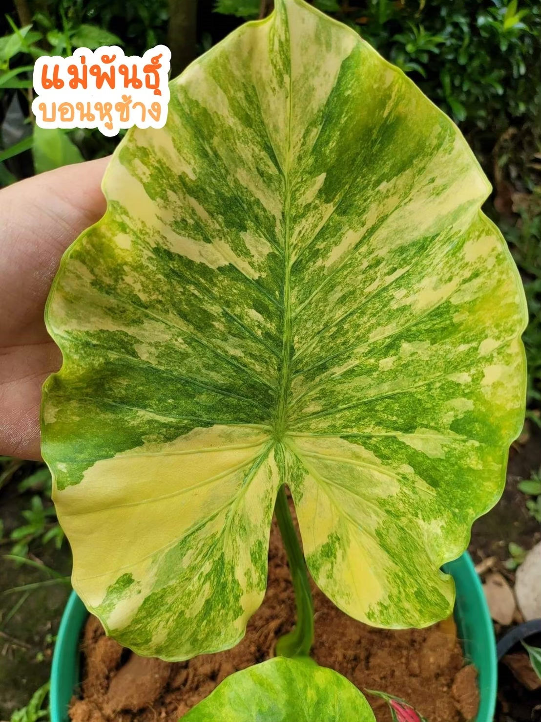 Alocasia Gageana Aurea Variegated Tissue Culture Plant 1 PCS