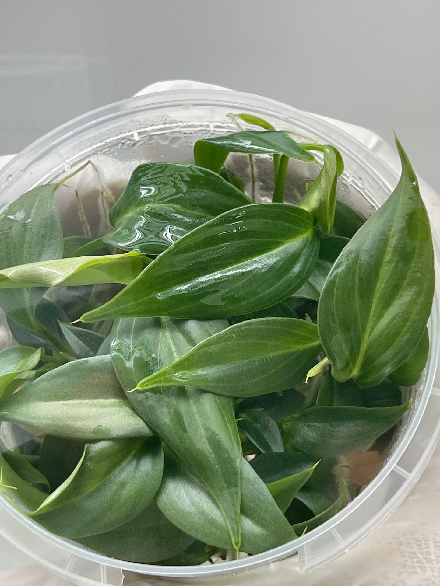 Philodendron Gloriosum Tissue Culture Plants 10 PCS.