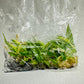 Philodendron Ring Of Fire Variegated Tissue Culture Plants 10 PCS.