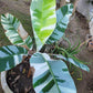 Musa Florida Banana Variegated Tissue Culture plant 1 PCS.