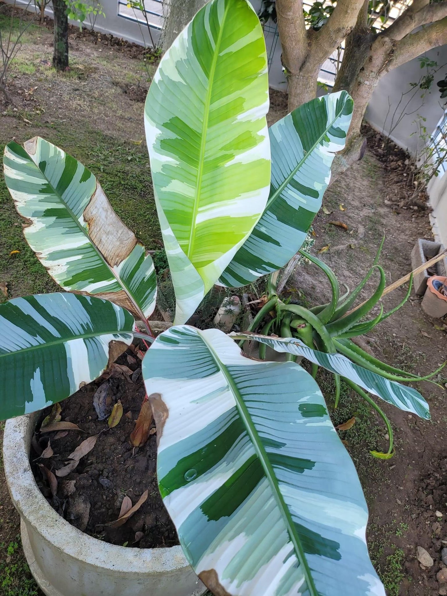 Musa Florida Banana Variegated Tissue Culture plant 1 PCS.