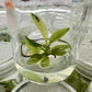 Philodendron Jose Buono Variegated Tissue Culture Plant 1 PCS.
