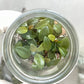 Philodendron Black Cardinal Tissue Culture Plants 10 PCS.