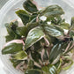 Philodendron Pink Princess Tissue Culture Plants 10 PCS.