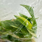 Philodendron Ring Of Fire Variegated Tissue Culture Plants 10 PCS.