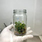 Philodendron Black Cardinal Tissue Culture Plants 10 PCS.