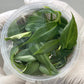 Philodendron Gloriosum Tissue Culture Plants 10 PCS.