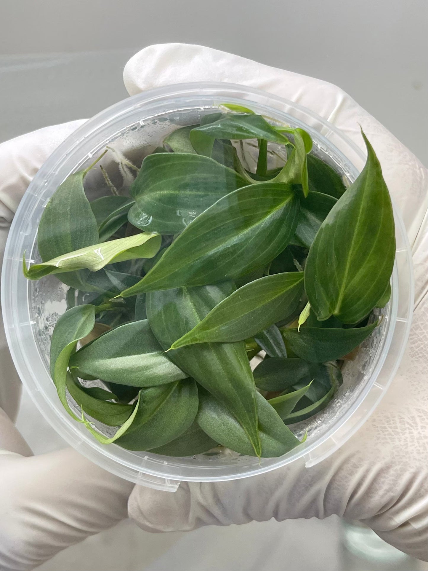 Philodendron Gloriosum Tissue Culture Plants 10 PCS.