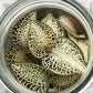 Jewel Orchid Anoectochilus Roxburghii (Sparkly) Tissue Culture Plants 10 PCS.