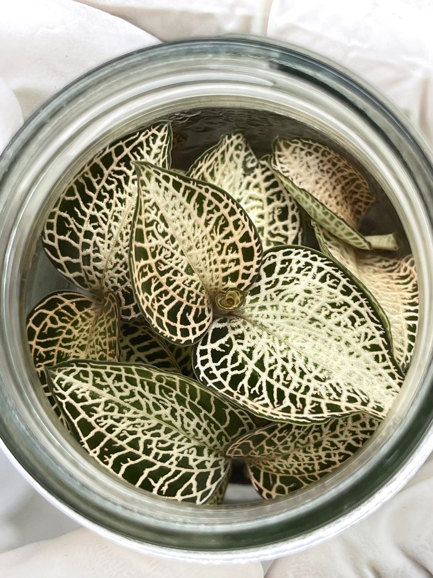 Jewel Orchid Anoectochilus Roxburghii (Sparkly) Tissue Culture Plants 10 PCS.