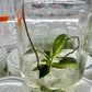 Philodendron Jose Buono Variegated Tissue Culture Plant 1 PCS.
