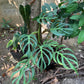 Monstera Burle Marx Flame Tissues Cultures Plant 1 PCS.