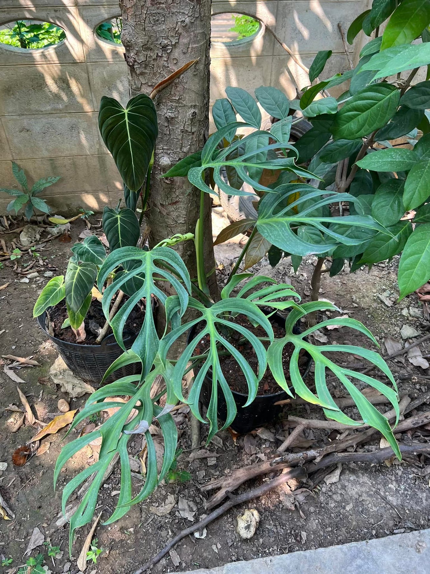 Monstera Burle Marx Flame Tissues Cultures Plant 1 PCS.