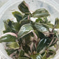 Philodendron Pink Princess Tissue Culture Plants 10 PCS.