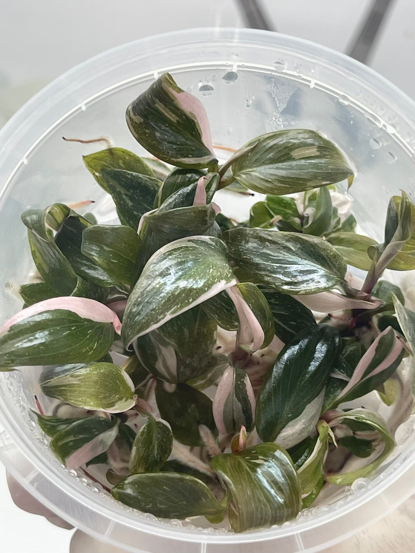 Philodendron Pink Princess Tissue Culture Plants 10 PCS.