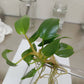Philodendron Billienum H (billietiae X pastazanum) Tissue Culture Plant 1 PCS.