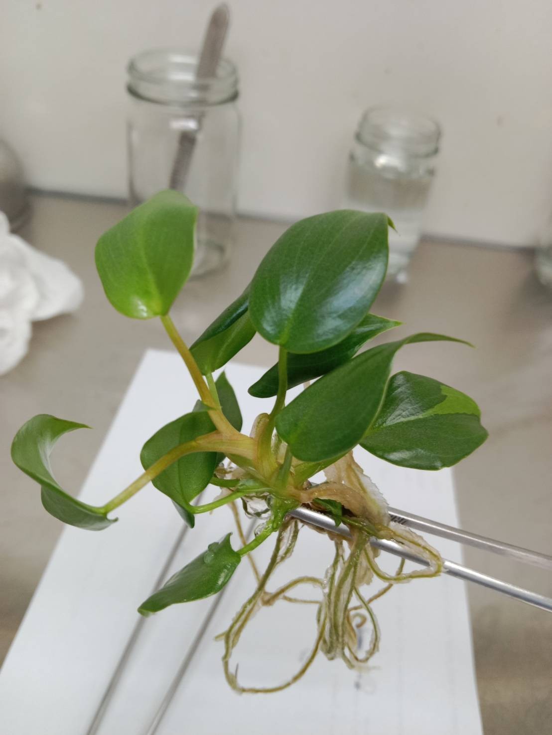 Philodendron Billienum H (billietiae X pastazanum) Tissue Culture Plant 1 PCS.