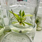 Philodendron Jose Buono Variegated Tissue Culture Plant 1 PCS.