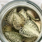 Jewel Orchid Anoectochilus Roxburghii (Sparkly) Tissue Culture Plants 10 PCS.