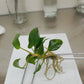 Philodendron Billienum H (billietiae X pastazanum) Tissue Culture Plant 1 PCS.