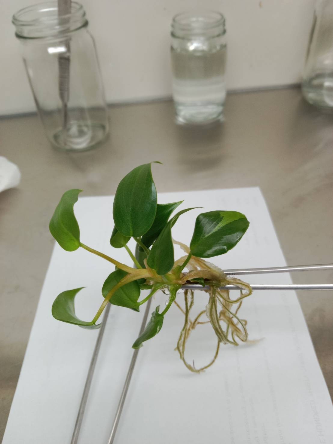 Philodendron Billienum H (billietiae X pastazanum) Tissue Culture Plant 1 PCS.