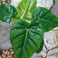 Philodendron Billienum H (billietiae X pastazanum) Tissue Culture Plant 1 PCS.