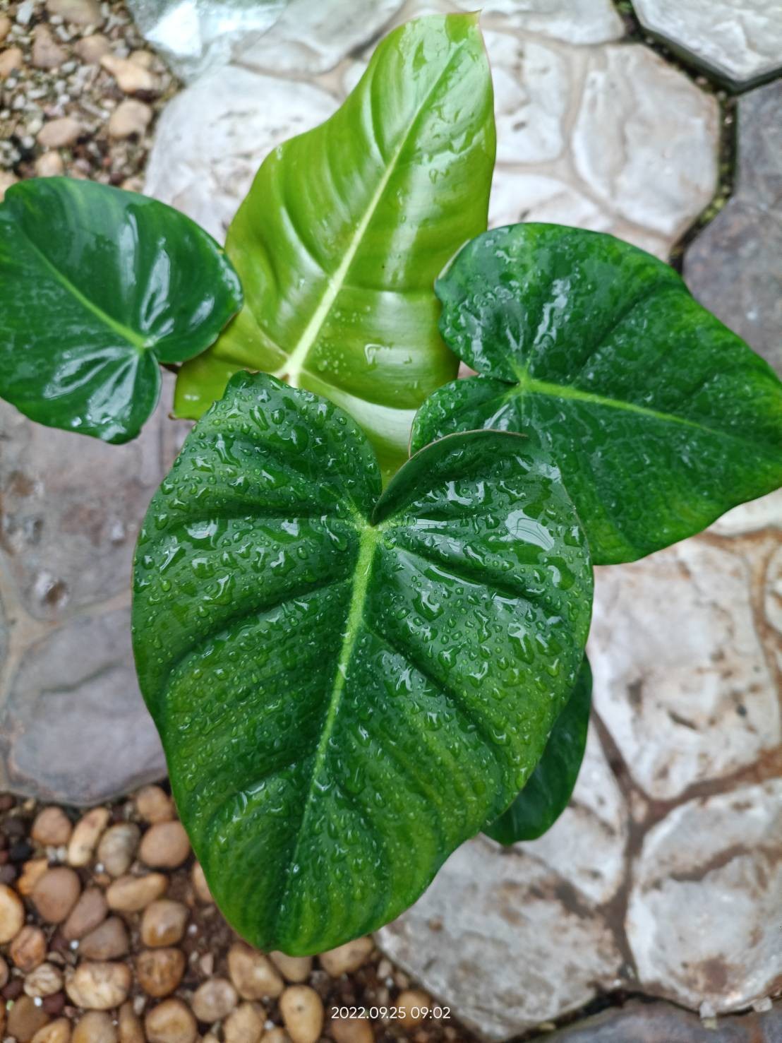 Philodendron Billienum H (billietiae X pastazanum) Tissue Culture Plant 1 PCS.