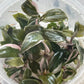 Philodendron Pink Princess Tissue Culture Plants 10 PCS.