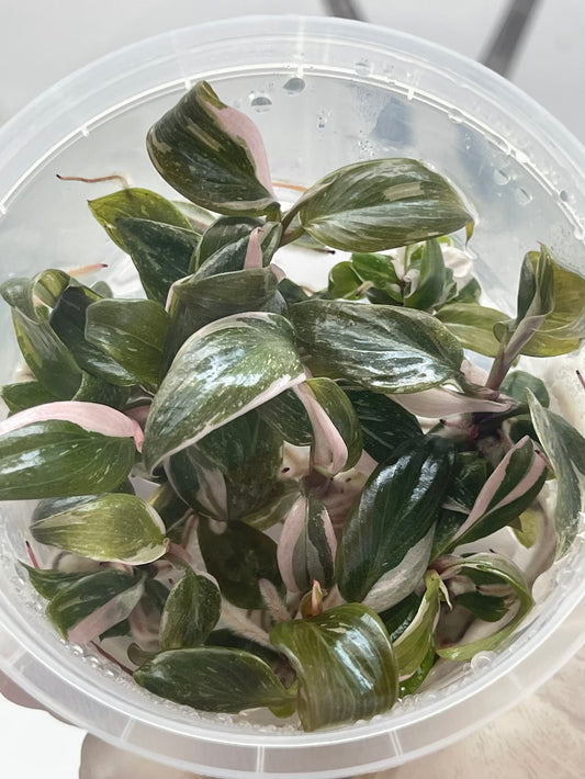 Philodendron Pink Princess Tissue Culture Plants 10 PCS.