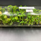 [SALE !!!] Bottle 40 plants Tissue Culture [Aglaonema Alocasia Anthurium Monstera Musa Philodendron]