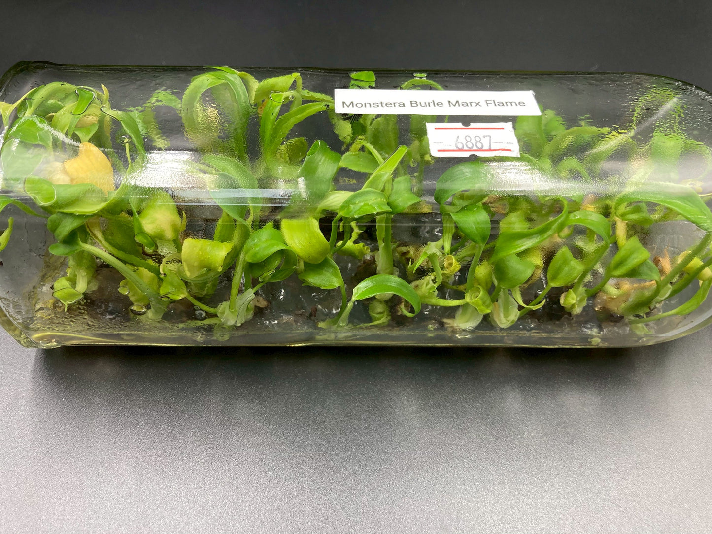 [SALE !!!] Bottle 40 plants Tissue Culture [Aglaonema Alocasia Anthurium Monstera Musa Philodendron]