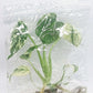 Monstera Mint White Monster Tissue Culture Plant 1 PCS.