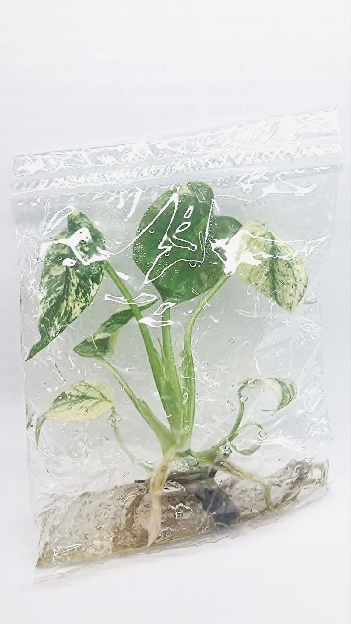 Monstera Mint White Monster Tissue Culture Plant 1 PCS.