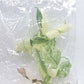 Monstera Mint White Monster Tissue Culture Plant 1 PCS.