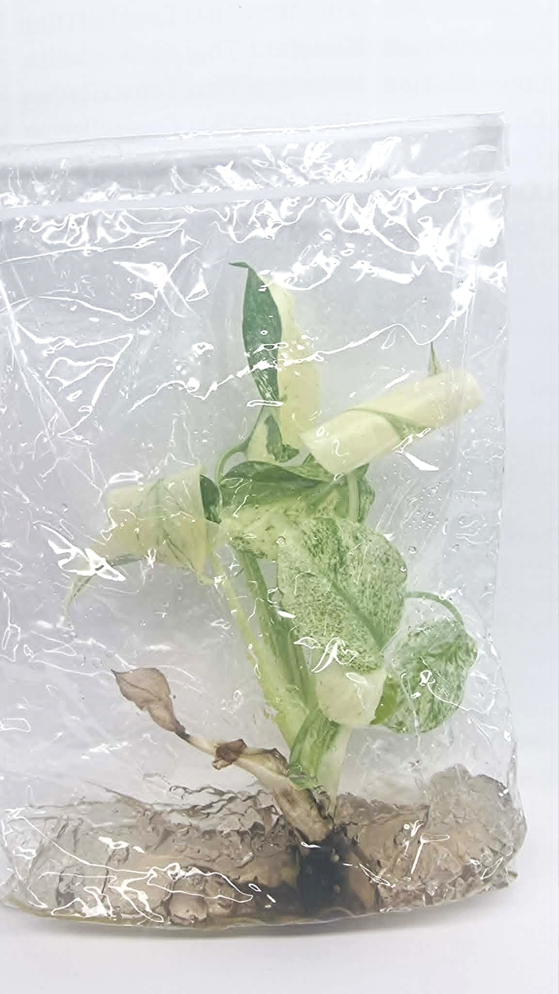 Monstera Mint White Monster Tissue Culture Plant 1 PCS.