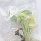 Monstera Mint White Monster Tissue Culture Plant 1 PCS.