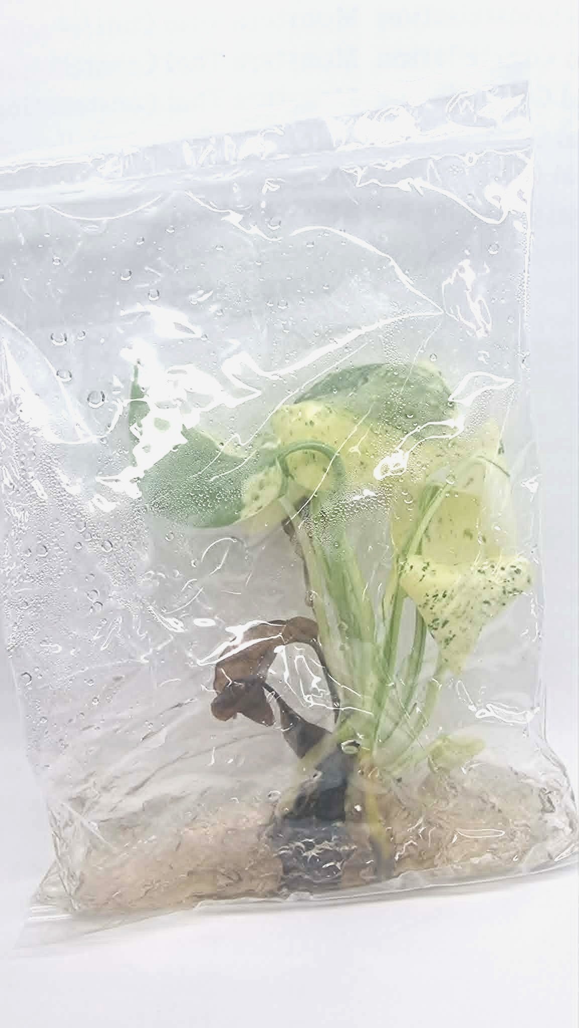 Monstera Mint White Monster Tissue Culture Plant 1 PCS.