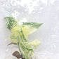 Monstera Mint White Monster Tissue Culture Plant 1 PCS.