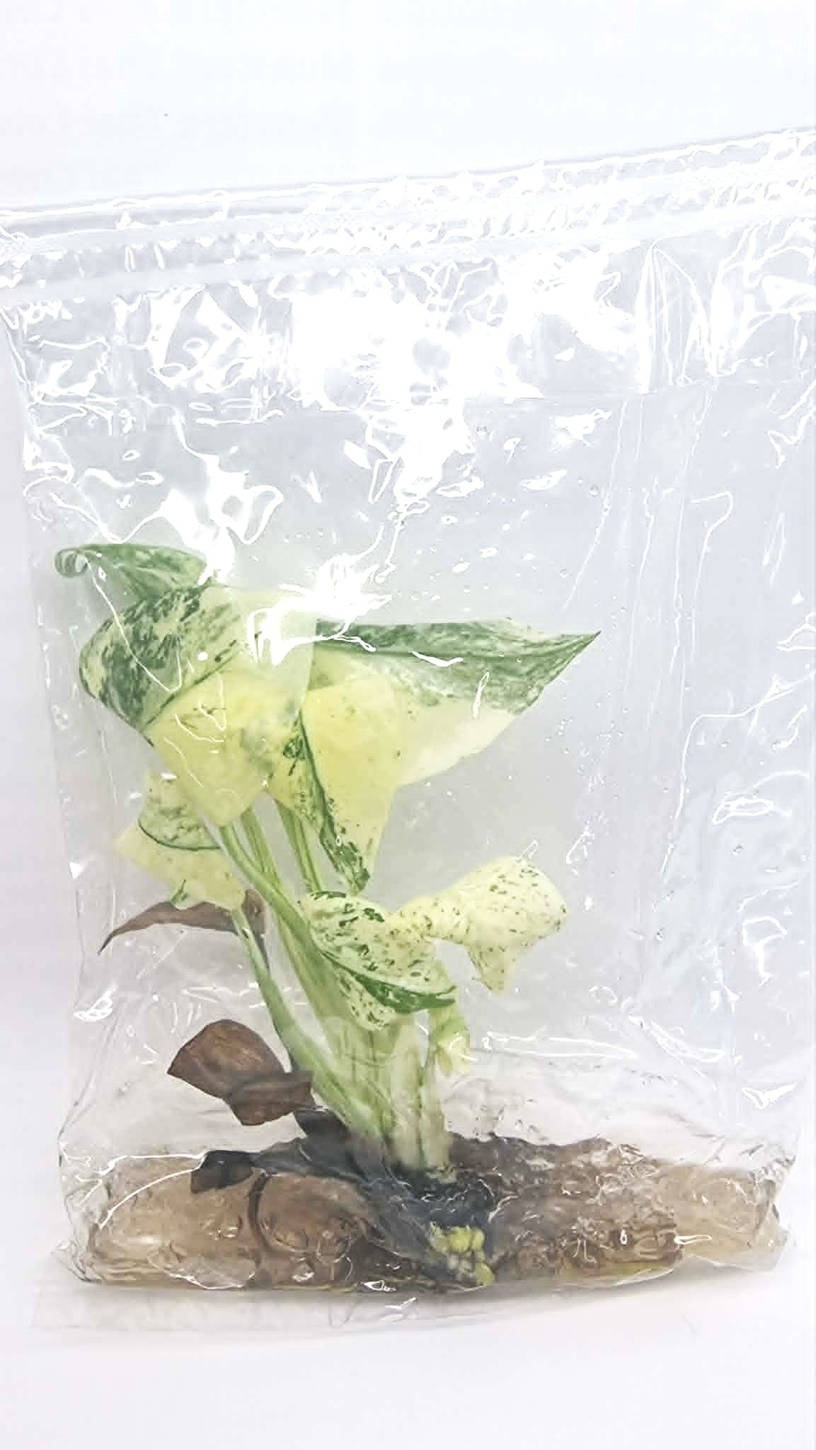 Monstera Mint White Monster Tissue Culture Plant 1 PCS.