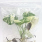 Monstera Mint White Monster Tissue Culture Plant 1 PCS.