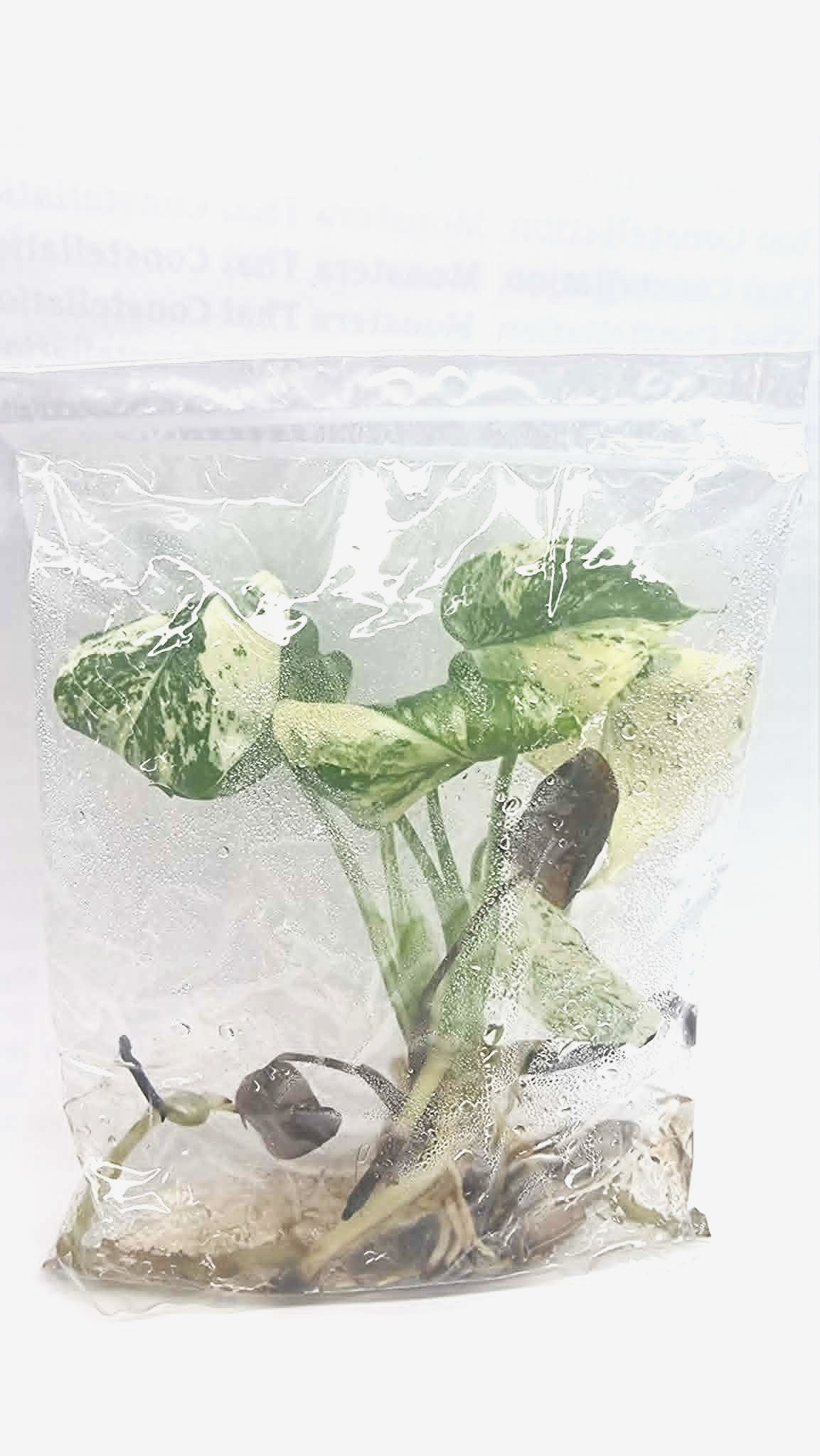 Monstera Mint White Monster Tissue Culture Plant 1 PCS.