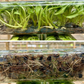 [SALE !!!] Bottle 40 plants Tissue Culture [Aglaonema Alocasia Anthurium Monstera Musa Philodendron]